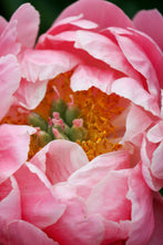 Load image into Gallery viewer, Peony ‘Coral Charm’ (Bare Root)