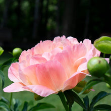Load image into Gallery viewer, Peony ‘Coral Supreme’ (Bare Root)