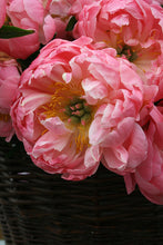 Load image into Gallery viewer, Peony ‘Coral Supreme’ (Bare Root)