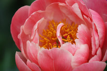 Load image into Gallery viewer, Peony ‘Coral Supreme’ (Bare Root)