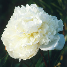 Load image into Gallery viewer, Peony ‘Duchesse de Nemours’ (Bare Root)