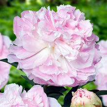 Load image into Gallery viewer, Peony ‘My Love’ (Bare Root)
