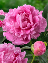 Load image into Gallery viewer, Peony ‘Jacorma’