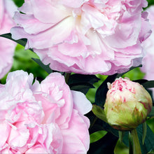 Load image into Gallery viewer, Peony ‘My Love’ (Bare Root)