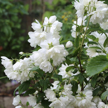 Load image into Gallery viewer, ‘Snowbelle’ Mock Orange