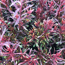 Load image into Gallery viewer, Gaura Belleza™ Dark Pink