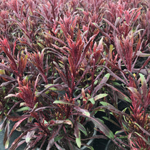 Load image into Gallery viewer, Gaura Belleza™ Dark Pink