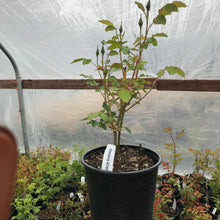 Load image into Gallery viewer, 'Madame Alfred Carriere' Climbing Rose