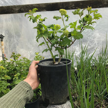 Load image into Gallery viewer, Snowball Bush Viburnum