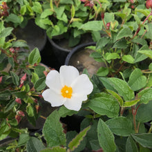 Load image into Gallery viewer, White Rock Rose