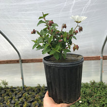 Load image into Gallery viewer, White Rock Rose