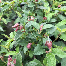 Load image into Gallery viewer, White Rock Rose