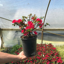 Load image into Gallery viewer, Azalea 'Hino Crimson'