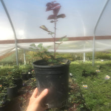 Load image into Gallery viewer, Distant Drums' Rose
