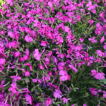 Load image into Gallery viewer, Drummond's Pink Creeping Phlox