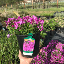 Load image into Gallery viewer, Drummond's Pink Creeping Phlox