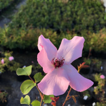 Load image into Gallery viewer, 'Dainty Bess' Hybrid Tea Rose