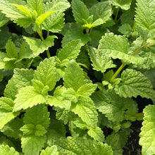 Load image into Gallery viewer, Lemon Balm