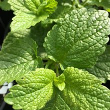 Load image into Gallery viewer, Lemon Balm