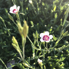 Load image into Gallery viewer, Dianthus 'Arctic Fire'