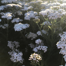 Load image into Gallery viewer, New Vintage™ White Yarrow