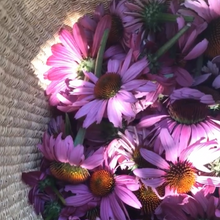 Load image into Gallery viewer, Purple Echinacea
