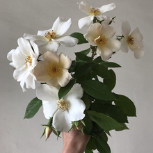 Load image into Gallery viewer, Sally Holmes Climbing Rose