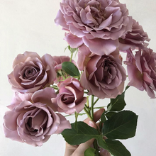 Load image into Gallery viewer, Koko Loko™ Rose (Bare Root)