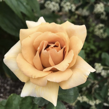 Load image into Gallery viewer, 'Butterscotch' Rose