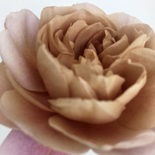 Load image into Gallery viewer, Distant Drums' Rose