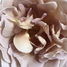 Load image into Gallery viewer, Koko Loko™ Rose (Bare Root)
