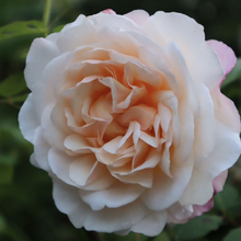 Load image into Gallery viewer, 'Gruss an Aachen' Rose