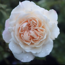 Load image into Gallery viewer, 'Gruss an Aachen' Rose