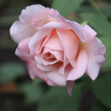 Load image into Gallery viewer, 'Gruss an Aachen' Rose