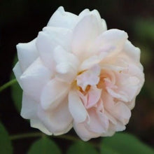 Load image into Gallery viewer, 'Madame Alfred Carriere' Climbing Rose
