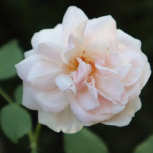 Load image into Gallery viewer, 'Madame Alfred Carriere' Climbing Rose