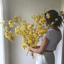 Load image into Gallery viewer, Northern Gold Forsythia