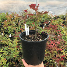 Load image into Gallery viewer, Reve d'Or Climbing Rose