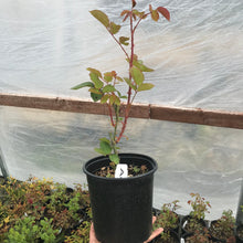 Load image into Gallery viewer, Climbing Tea Rose 'Adam'