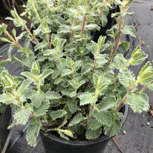 Load image into Gallery viewer, Catmint 'Six Hills Giant'
