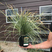 Load image into Gallery viewer, Everest Weeping Sedge