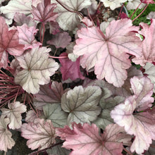 Load image into Gallery viewer, Heuchera 'Stainless Steel'
