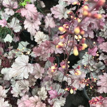 Load image into Gallery viewer, Heuchera 'Stainless Steel'