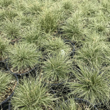Load image into Gallery viewer, Carex Amazon Mist