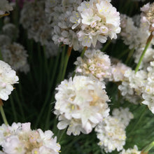 Load image into Gallery viewer, Armeria 'Alba'