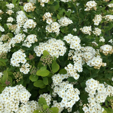 Load image into Gallery viewer, Tor Birchleaf Spirea
