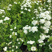 Load image into Gallery viewer, Tor Birchleaf Spirea