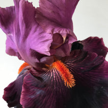 Load image into Gallery viewer, Fiery Temper Bearded Iris