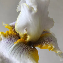 Load image into Gallery viewer, Goldkist Bearded Iris