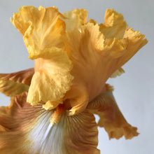Load image into Gallery viewer, Honeycomb Bearded Iris